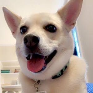 Meet your Posher, Abigail